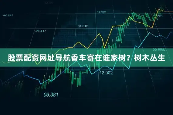 股票配资网址导航香车寄在谁家树？树木丛生